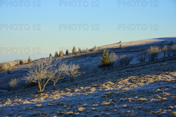 Snowy hills with trees and clear blue sky in the background, morning, winter, Hohneck, La Bresse, Vosges, France