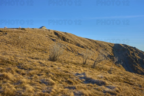 Barren hills with grasses under clear sky and no snow cover, morning, winter, Hohneck, La Bresse, Vosges, France