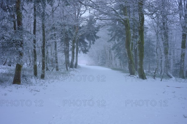 A snowy trail through a quiet winter forest with snow-covered trees, European beech, winter, Hohneck, La Bresse, Vosges, France