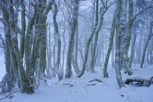A snowy and foggy forest that creates a mystical and cool atmosphere, European beech, winter, Hohneck, La Bresse, Vosges, France