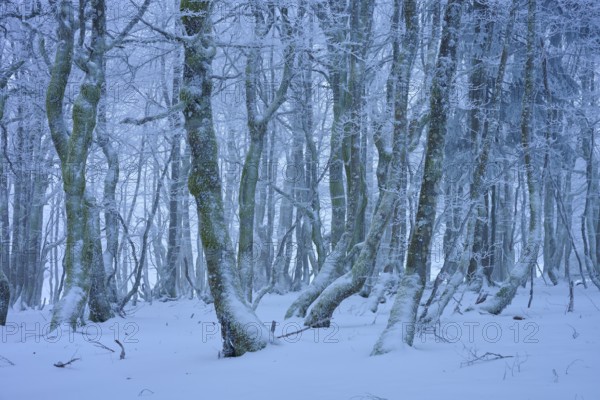 A frosty forest with snow-covered trees in a wintery and quiet landscape, European beech, winter, Hohneck, La Bresse, Vosges, France