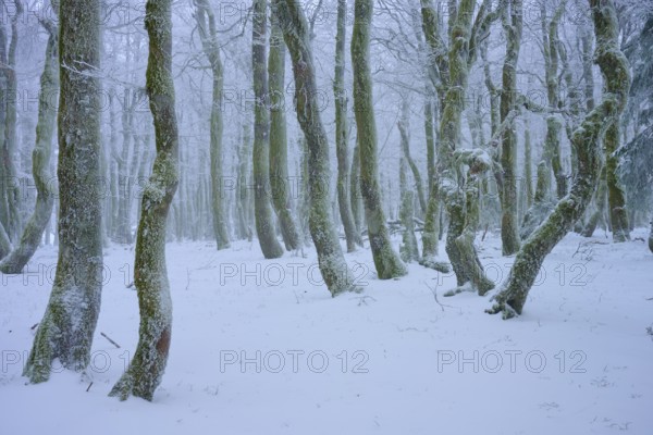 A wintery forest with snow-covered trees, a quiet and peaceful atmosphere, European beech, winter, Hohneck, La Bresse, Vosges, France