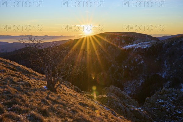 A lonely tree on a rock, in the background the rising sun and mountains, looking towards the Rhine Valley, viewpoint, La gorge de Pierrel, Martinswand, Frankental, Vosges, France