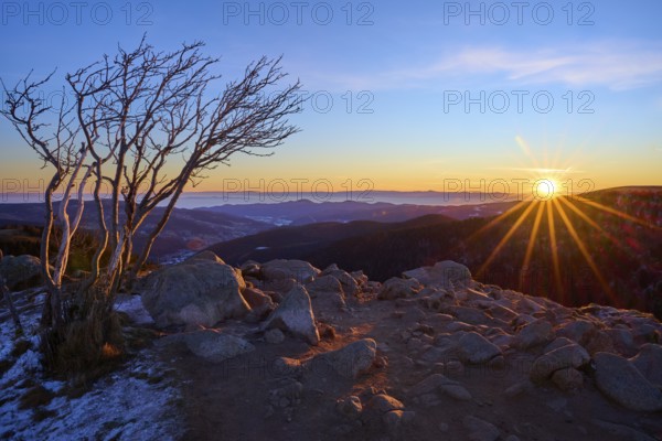 A bare landscape with rocks and a lonely tree in the morning light, looking towards the Rhine Valley, viewpoint, La gorge de Pierrel, Martinswand, Frankental, Vosges, France