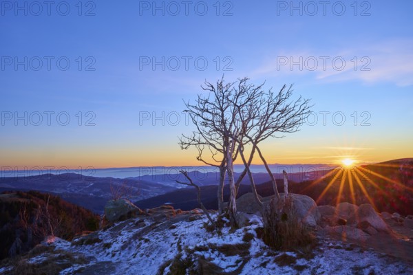 A lonely tree stands on a rocky landscape as the sun rises over the mountains, looking towards the Rhine Valley, viewpoint, La gorge de Pierrel, Martinswand, Frankental, Vosges, France