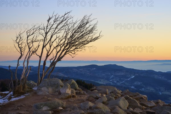 Faded trees on a rocky hill at dusk, looking towards the Rhine Valley, viewpoint, La gorge de Pierrel, Martinswand, Frankental, Vosges, France