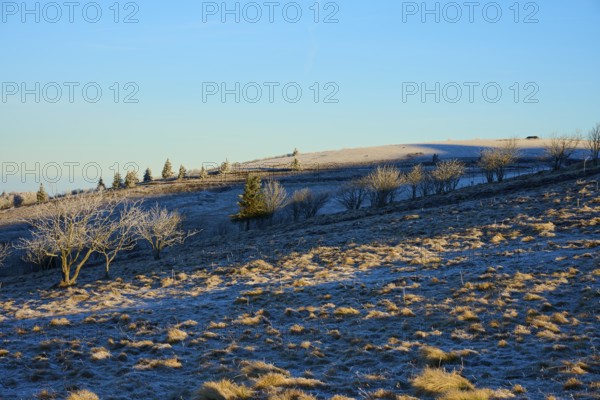 Snowy hilly landscape with trees under clear blue sky, morning, winter, Hohneck, La Bresse, Vosges, France