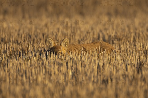 Chinese water deer (Hydropotes inermis) adult animal resting in a farm stubble field, England, United Kingdom