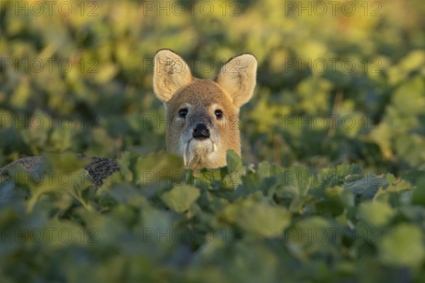Chinese water deer (Hydropotes inermis) adult animal in an arable farm oilseed rape crop field, England, United Kingdom