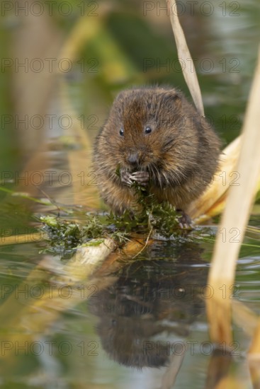 Water vole (Arvicola amphibius) adult animal rodent feeding on pond weed in summer, England, United Kingdom