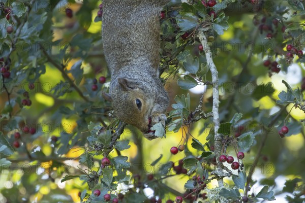 Grey squirrel (Sciurus carolinensis) adult animal feeding on Hawthorn tree berries in summer, England, United Kingdom