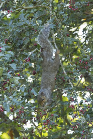 Grey squirrel (Sciurus carolinensis) adult animal feeding on Hawthorn tree berries in summer, England, United Kingdom