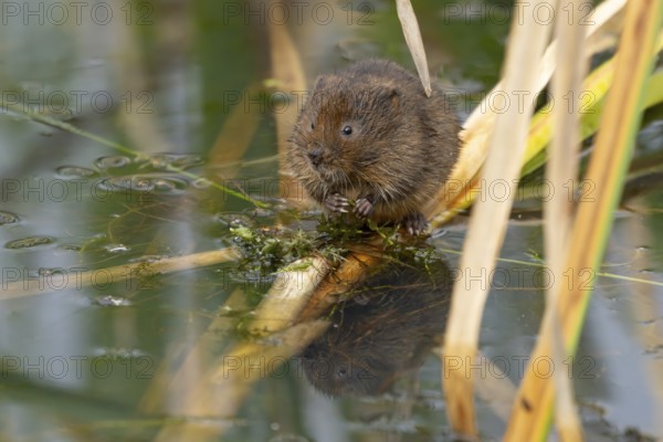 Water vole (Arvicola amphibius) adult animal rodent feeding on pond weed in summer, England, United Kingdom