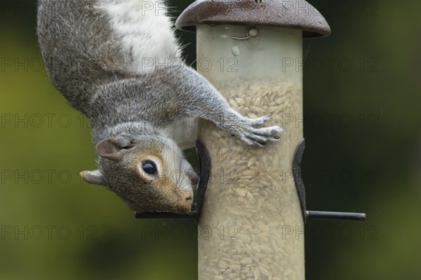 Grey squirrel (Sciurus carolinensis) adult animal feeding on sunflower seeds hearts from a garden bird feeder, England, United Kingdom