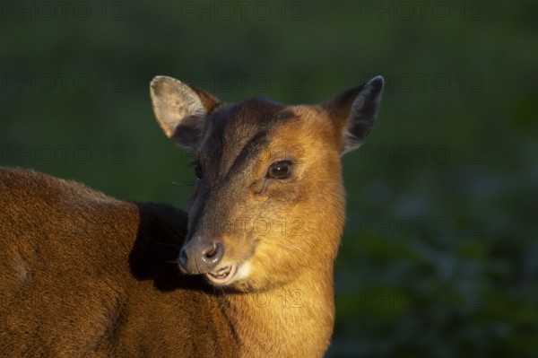 Muntjac deer (Muntiacus reevesi) adult animal head portrait, England, United Kingdom