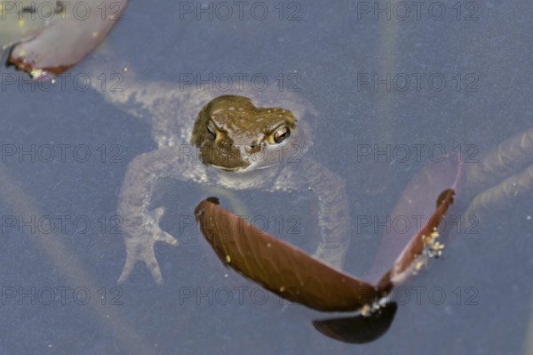 Common toad (Bufo bufo) adult amphibian on the water surface of a pond in spring, England, United Kingdom