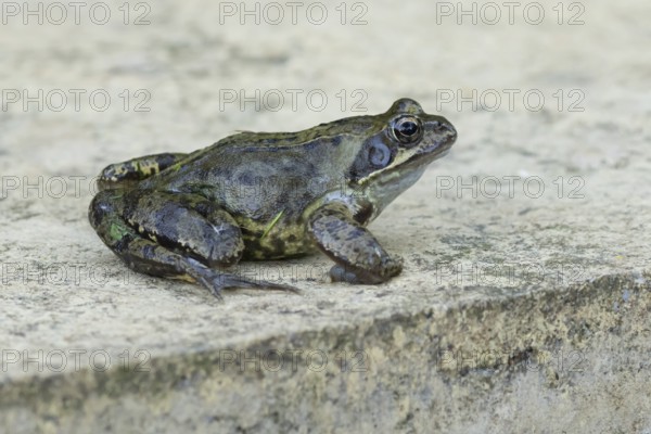 Common frog (Rana temporaria) adult amphibian on a garden paving slab in summer, England, United Kingdom