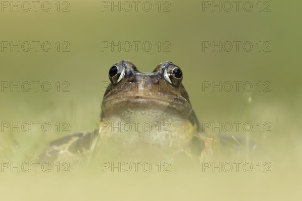 Common frog (Rana temporaria) adult amphibian on a garden grass lawn in summer, England, United Kingdom