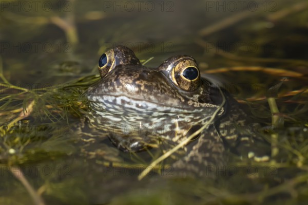 Common frog (Rana temporaria) adult amphibian on the water surface of a garden pond amongst pond weed in summer, England, United Kingdom