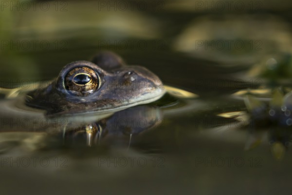 Common frog (Rana temporaria) adult amphibian on the water surface of a garden pond, England, United Kingdom