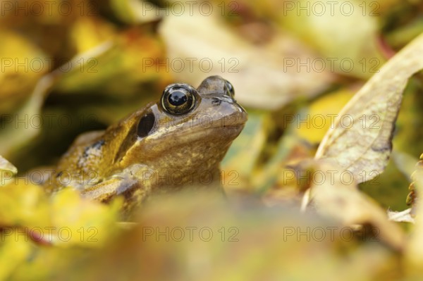 Common frog (Rana temporaria) adult amphibian in a garden amongst fallen autumn leaves, England, United Kingdom