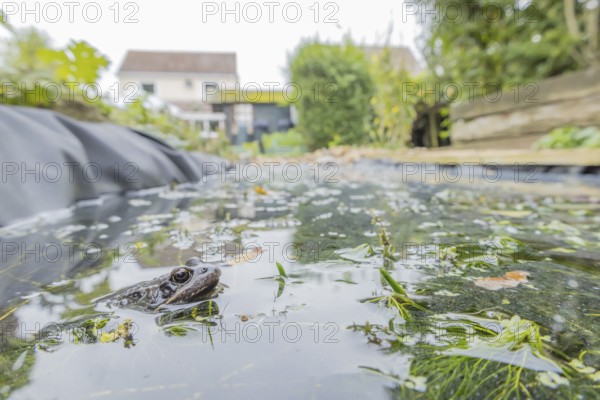Common frog (Rana temporaria) adult amphibian on the water surface of a garden pond with a house in the background England, United Kingdom