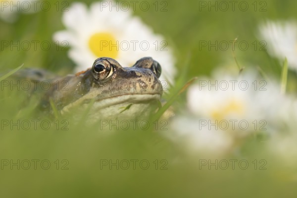 Common frog (Rana temporaria) adult amphibian on a garden grass lawn in summer with daisy flowers, England, United Kingdom