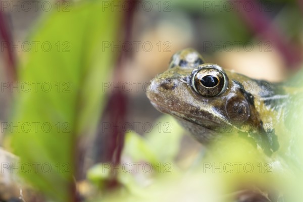 Common frog (Rana temporaria) adult amphibian amongst beetroot in a vegetable garden in summer, England, United Kingdom