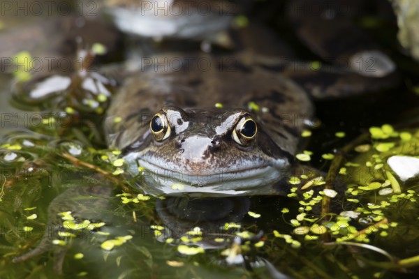 Common frog (Rana temporaria) adult amphibian on the water surface of a garden pond in spring, England, United Kingdom