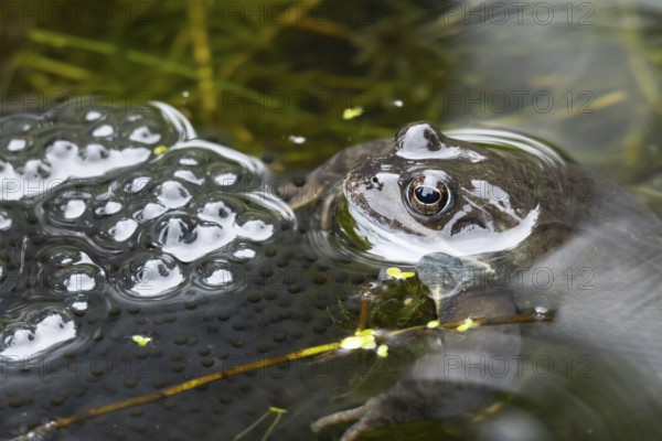Common frog (Rana temporaria) adult amphibian on the water surface of a garden pond with spawn or eggs in spring, England, United Kingdom