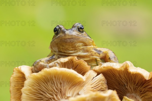 Common frog (Rana temporaria) adult amphibian in a garden on a fungi in autumn, England, United Kingdom