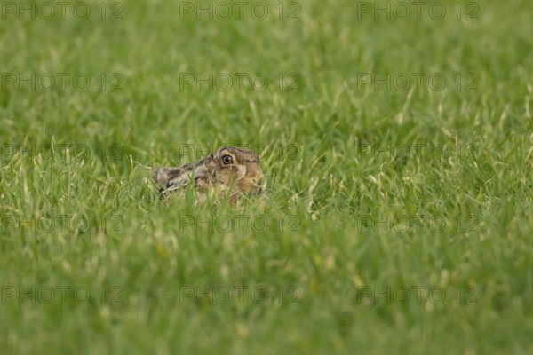 European brown hare (Lepus europaeus) adult animal in a farmland field in springtime, England, United Kingdom