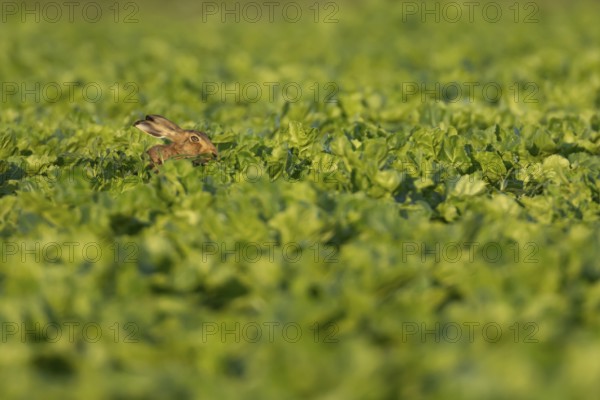European brown hare (Lepus europaeus) adult animal in a arable farm sugar beet crop field in summer, England, United Kingdom