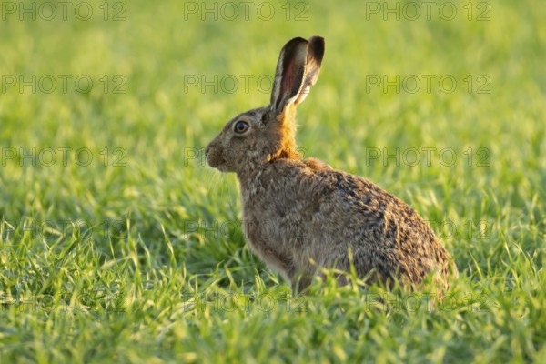 European brown hare (Lepus europaeus) adult animal in a farmland cereal crop field in springtime, England, United Kingdom