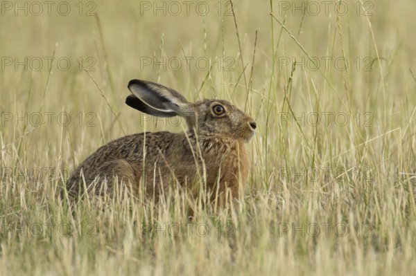 European brown hare (Lepus europaeus) adult animal in a farmland field in summer, England, United Kingdom