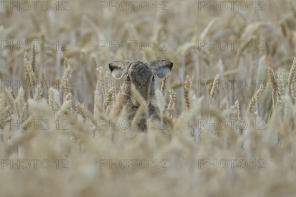 European brown hare (Lepus europaeus) adult animal in a farmland wheat field in summer, England, United Kingdom