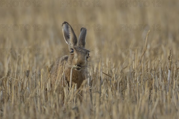 European brown hare (Lepus europaeus) adult animal eating a wheat sheath in a farmland field in summer, England, United Kingdom