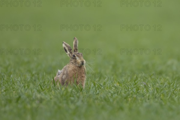European brown hare (Lepus europaeus) adult animal feeding in a farmland cereal crop field in springtime, England, United Kingdom