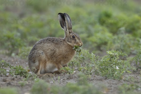 European brown hare (Lepus europaeus) adult animal eating a plant in a farmland field in summer, England, United Kingdom
