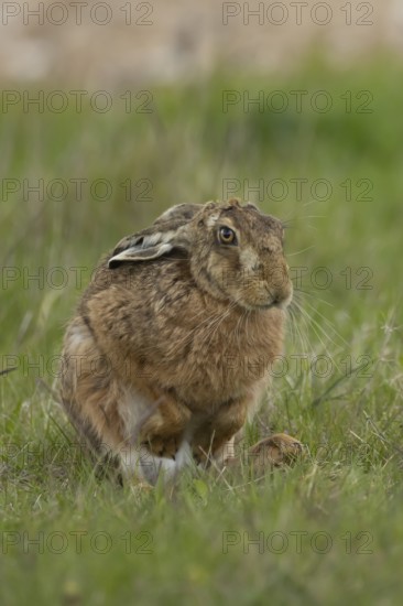 European brown hare (Lepus europaeus) adult animal in a farmland field in springtime, England, United Kingdom