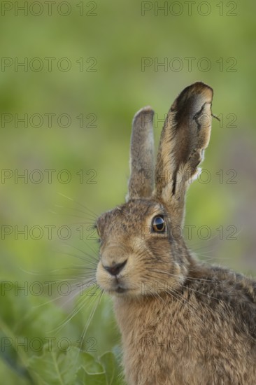 European brown hare (Lepus europaeus) adult animal in a arable farm sugar beet crop field in summer, England, United Kingdom