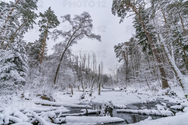 Landscape covered by snow with fallen trees on the Briese river in the forest in winter, landscape dammed by beavers, Briesetal, Barnim nature park Park, Brandenburg, Germany