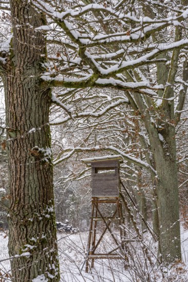 High seat in snow-covered forest landscape in winter, Briesetal, Barnim nature park Park, Brandenburg, Germany