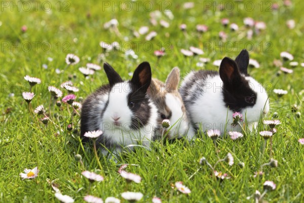 Rabbit (Oryctolagus cuniculus), on a flower meadow in the garden, daisy (Bellis perennis), Upper Bavaria, Germany