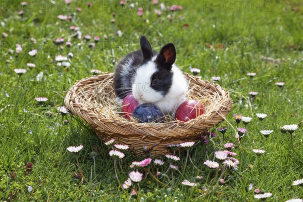 Rabbit (Oryctolagus cuniculus) in Easter nest on flower meadow in the garden, daisy (Bellis perennis), Upper Bavaria, Germany