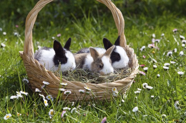Rabbit (Oryctolagus cuniculus) in Easter nest on flower meadow in garden, Upper Bavaria, Germany