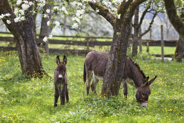 Donkey (Equus asinus), with foal in orchard, Bavaria, Germany