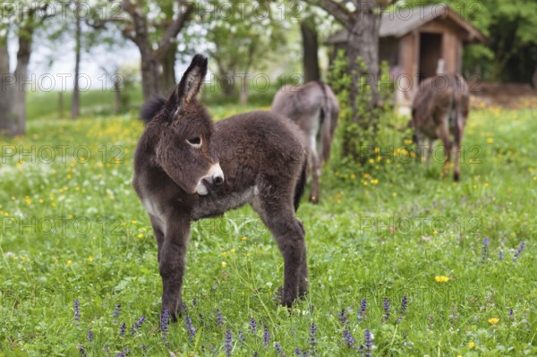 Donkey foal (Equus asinus), in orchard, Equus asinus, Upper Bavaria, Germany