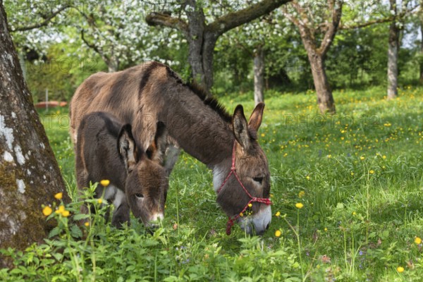Donkey (Equus asinus), with foal in garden, apple trees, Upper Bavaria, Germany