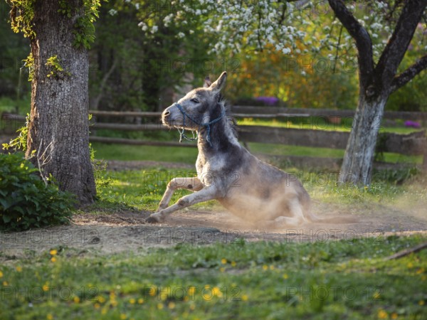 Donkey (Equus asinus), taking a dust bath, orchard, Upper Bavaria, Germany